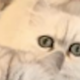 Illustration for article titled Which of These 12 Chinchilla Persian Cats Are You?